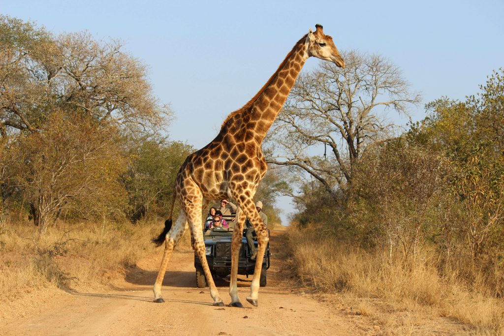 African Safaris: Everything You Need to Know to Plan the Perfect Trip 2 giraffe spotted while on safari