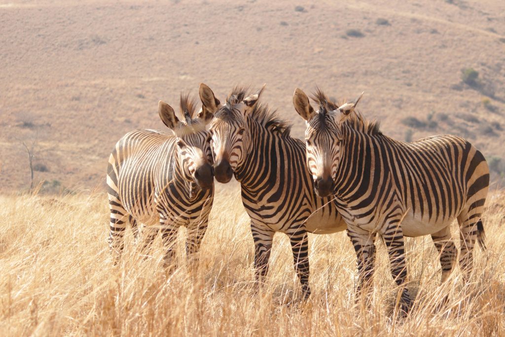 zebras in kruger national park during south africa safari