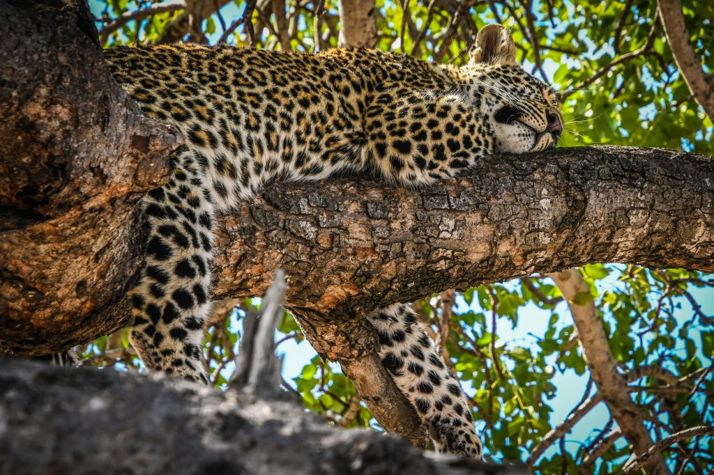 pexels pieter van der sandt 281451945 13341774