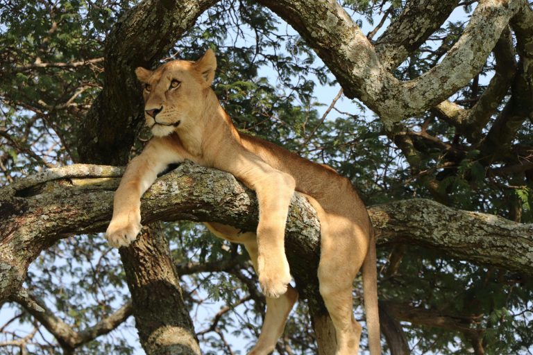 lion relaxing in a tree