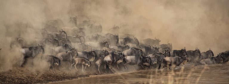 wildebeest in the great migration