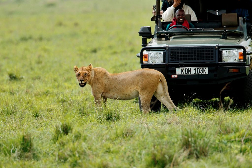 spotting a lion on an african safari