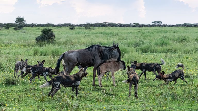 wild dogs trying to get to a calf in tanzania